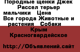 Породные щенки Джек Рассел терьер-мальчики › Цена ­ 40 000 - Все города Животные и растения » Собаки   . Крым,Красногвардейское